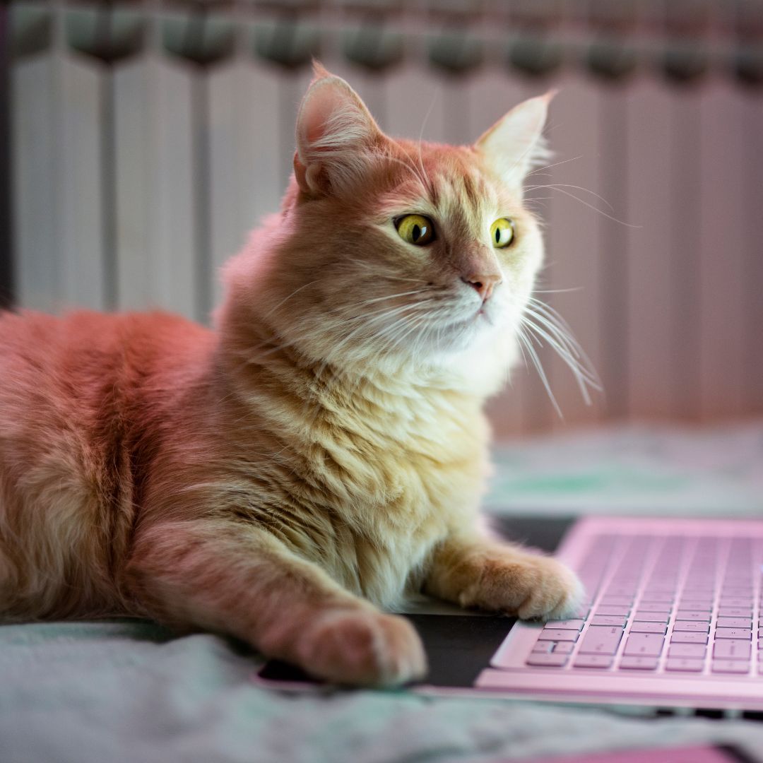 A cat lying on a laptop