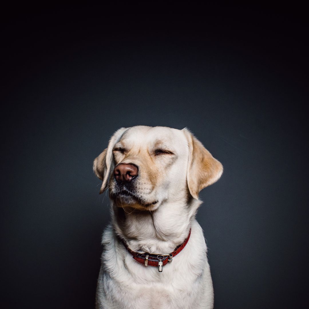 dog with its eyes closed