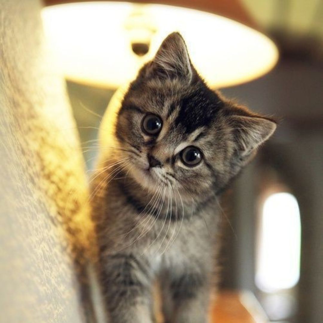 kitten standing by a lamp