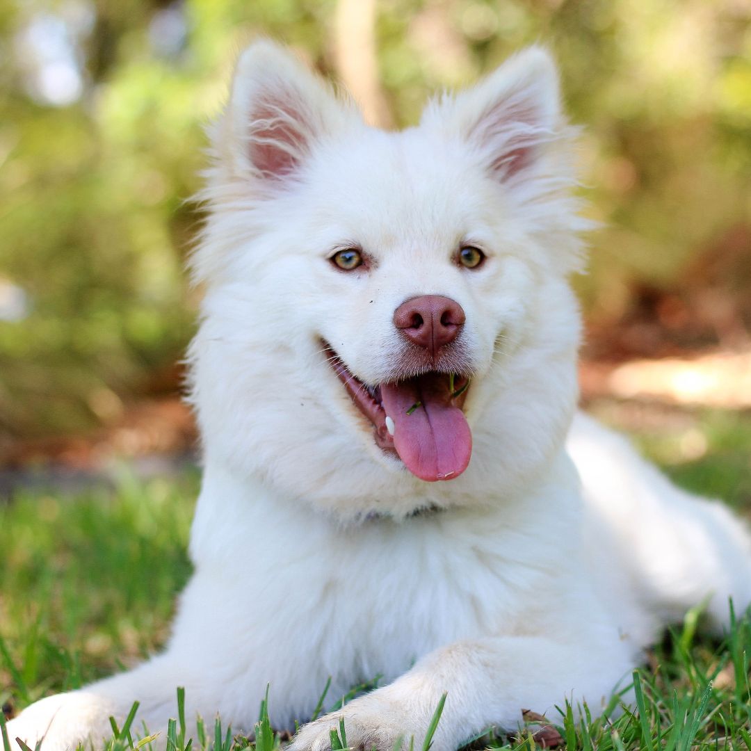 long hair white dog sitting in grass