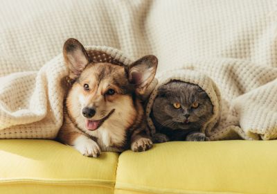 a dog and cat under a blanket