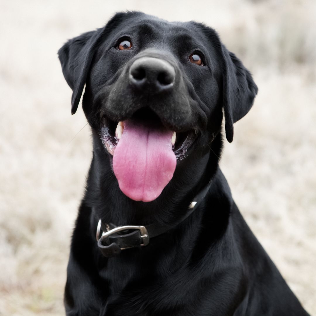 black dog with its tongue out