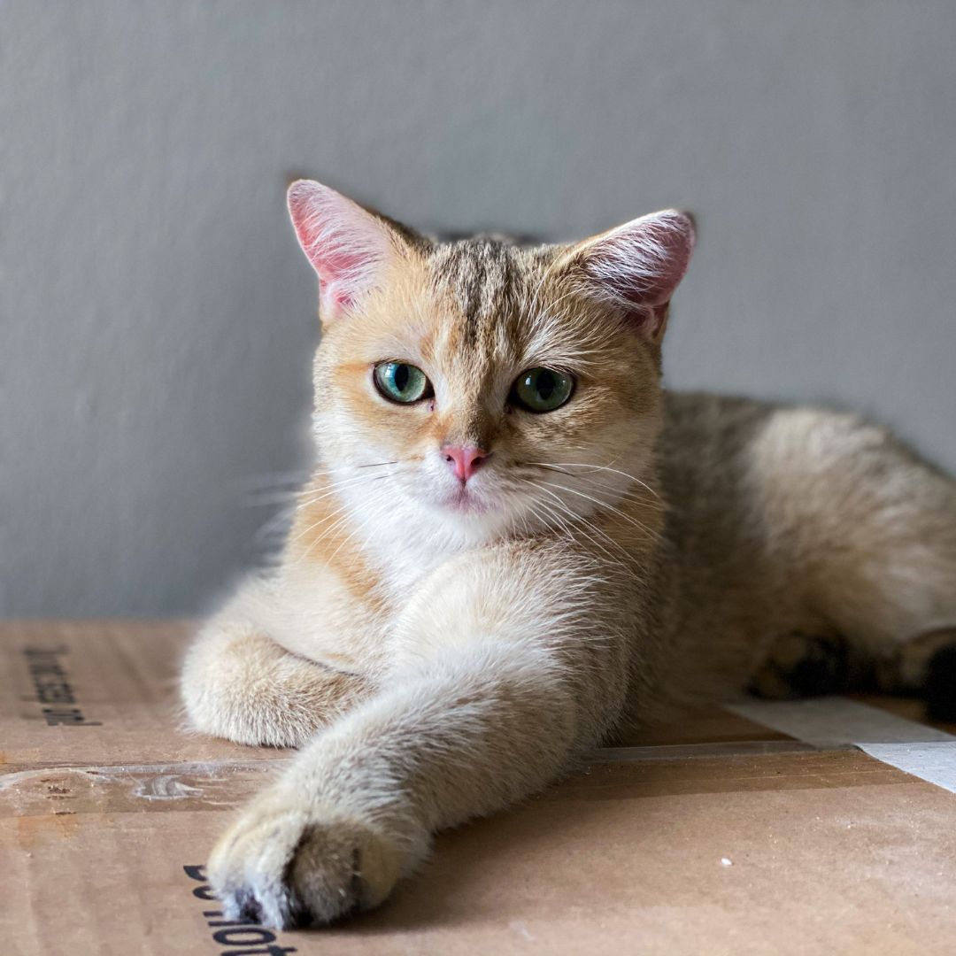 cat lying on a cardboard box