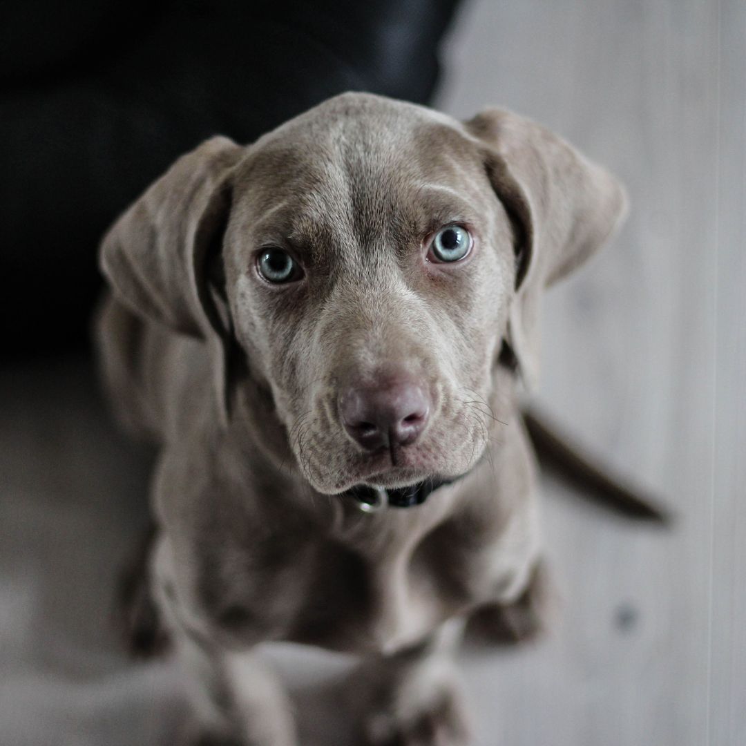 gray dog with blue eyes