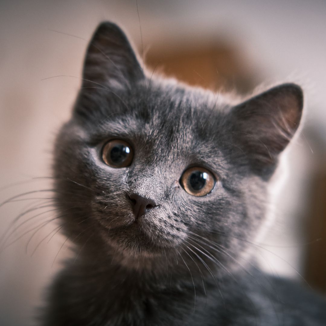 cute gray kitten with brown eyes