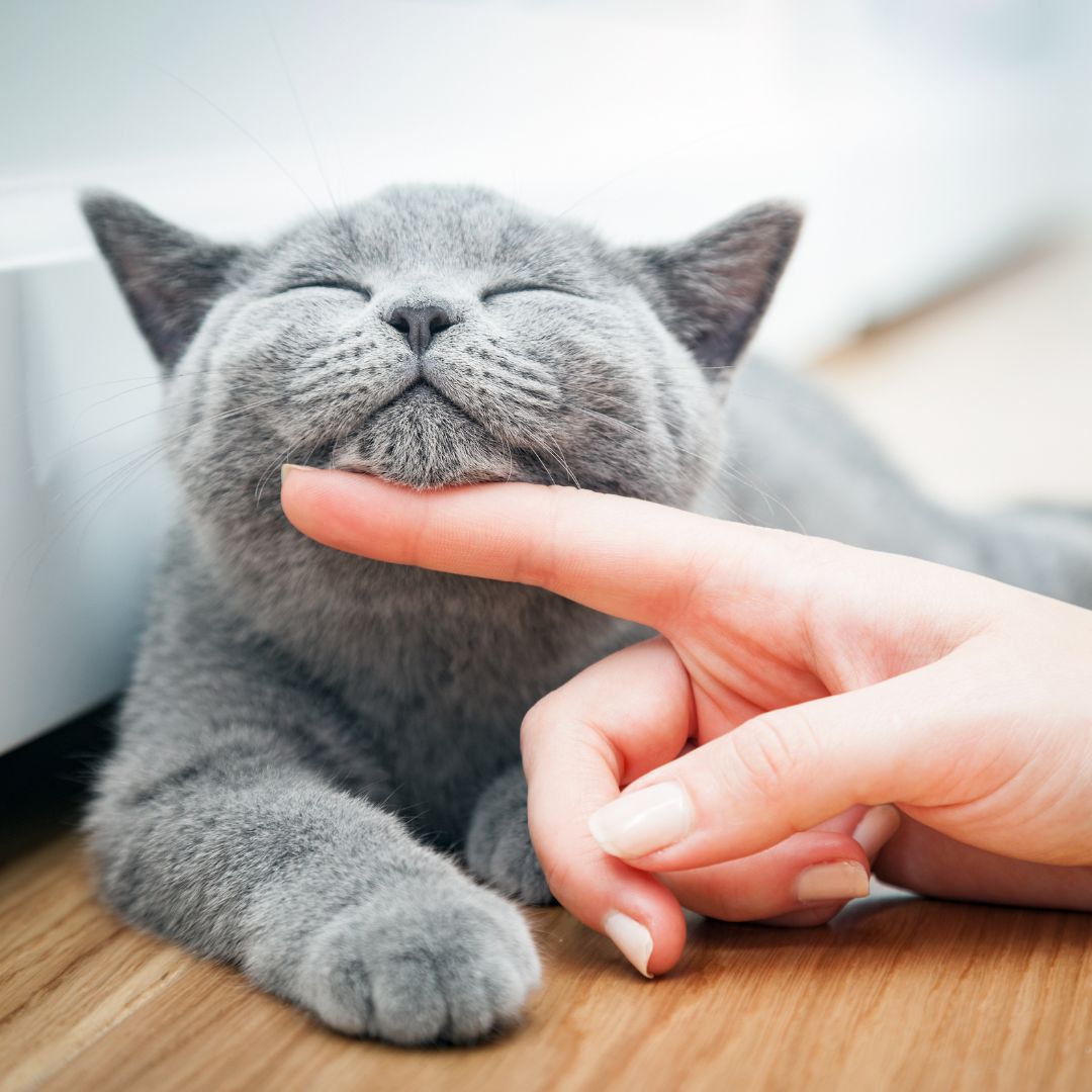 person petting a cat