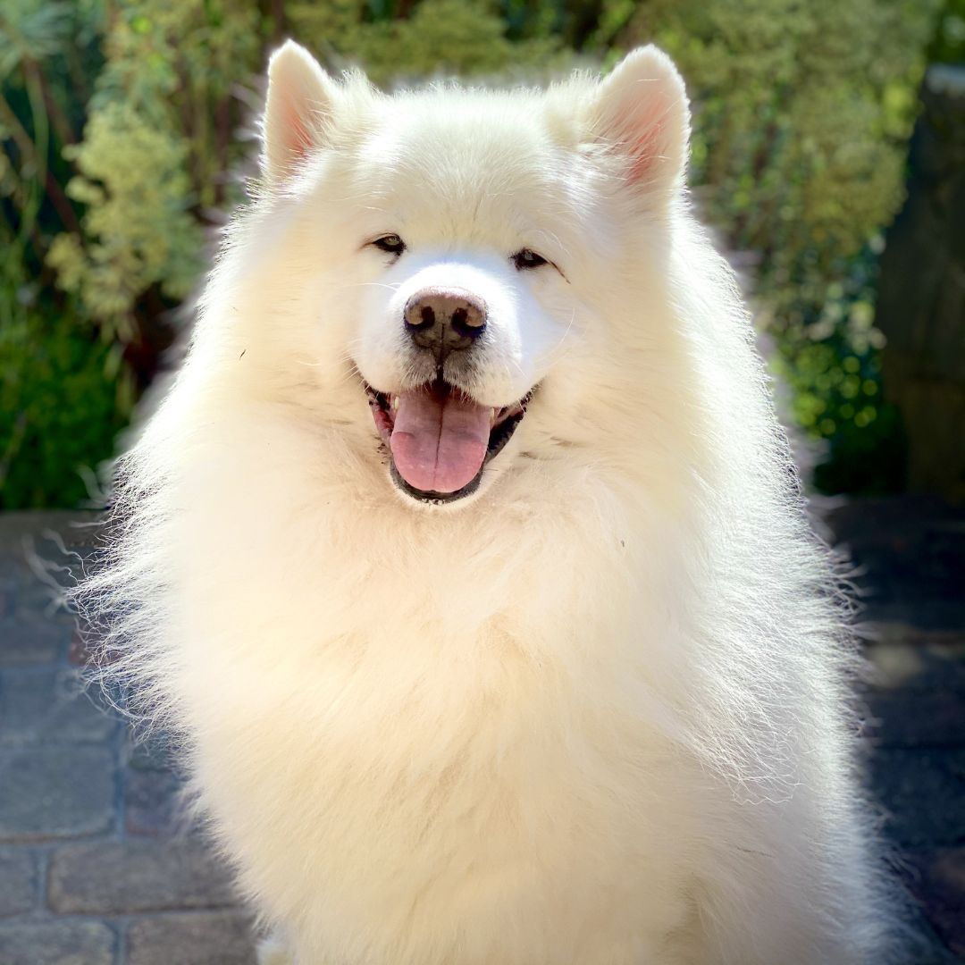 fluffy white dog smiling