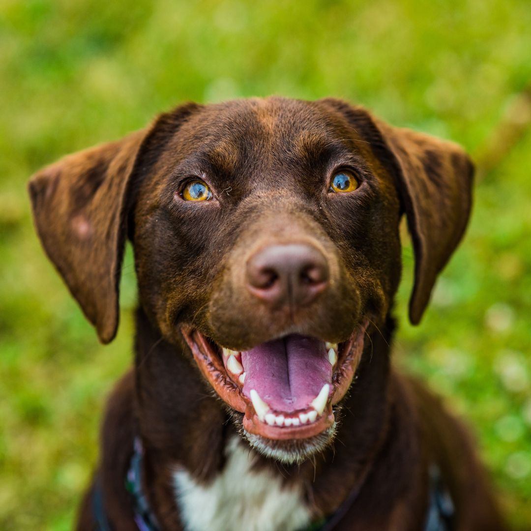 brown dog smiling