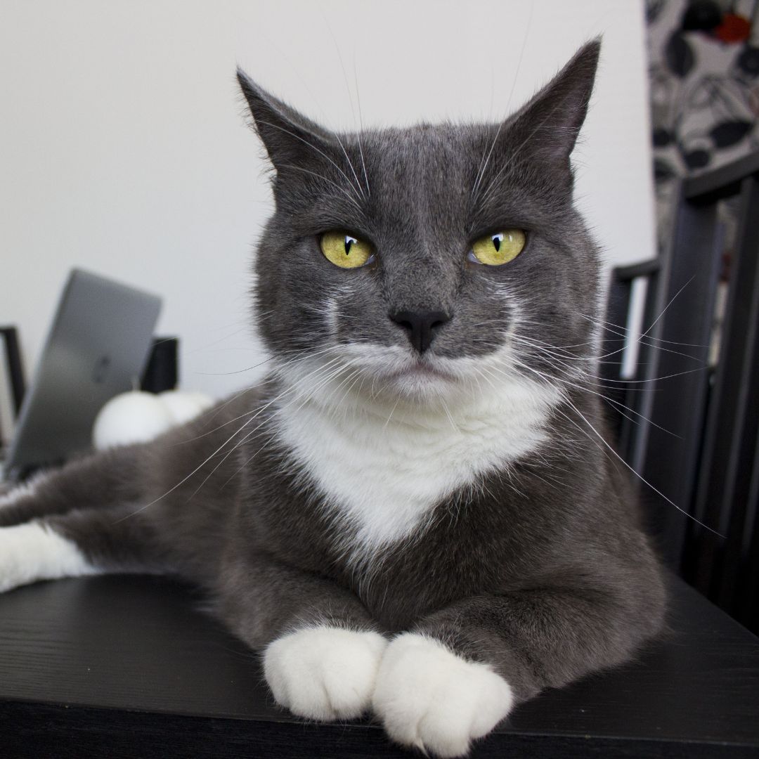 gray and white cat lying on a table
