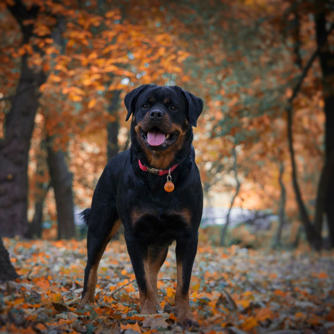 large dog standing near trees in autumn