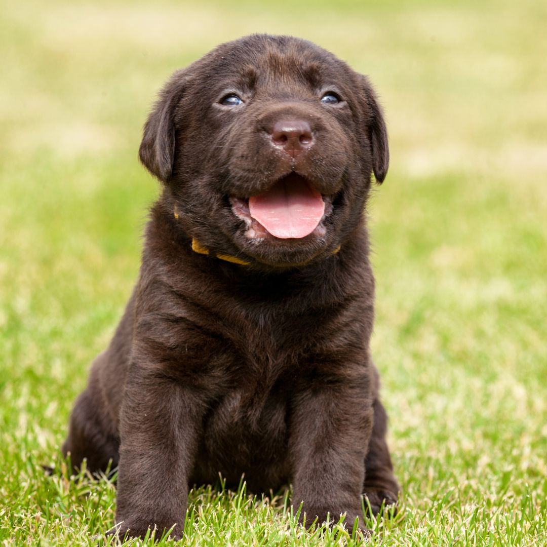 cute brown puppy sitting in grass