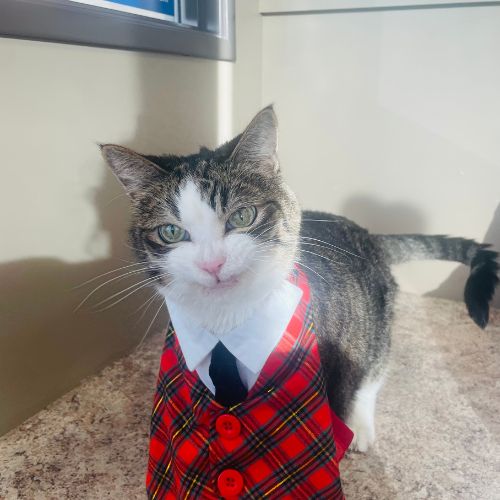 a cat wearing a plaid tuxedo shirt