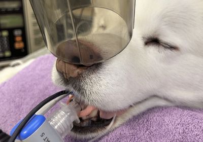 a dog with a cast on its leg