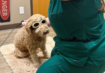 Pet Laser Therapy