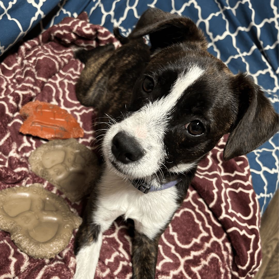 A dog resting on a bed surrounded by a blanket