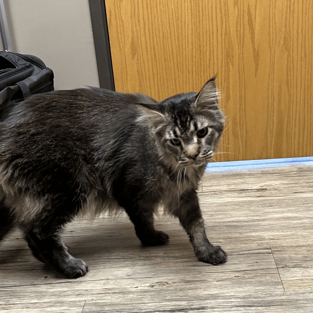 A black and gray cat walking gracefully