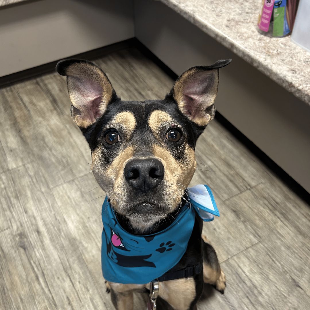 A dog with a blue bandana around its neck