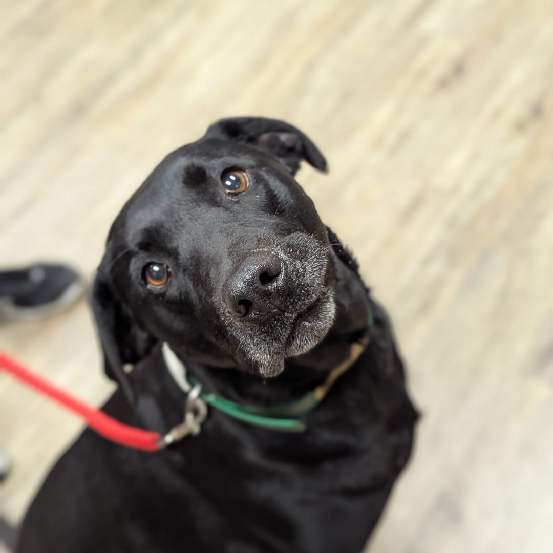 A black dog with a red leash sitting calmly on the floor