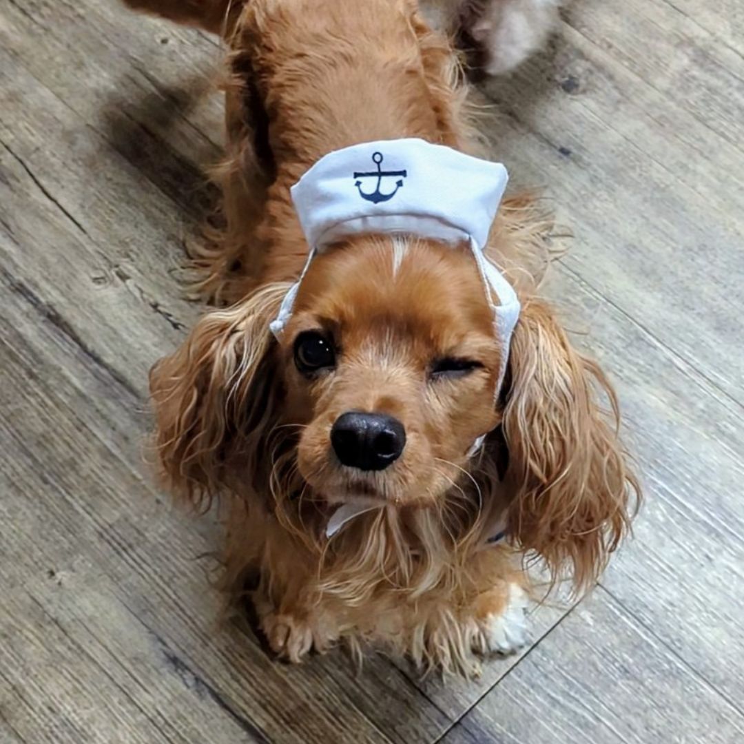 A dog in a sailor hat sits beside another dog