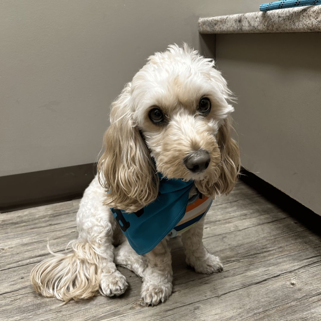 A dog with a blue bandana sits on a wooden floor