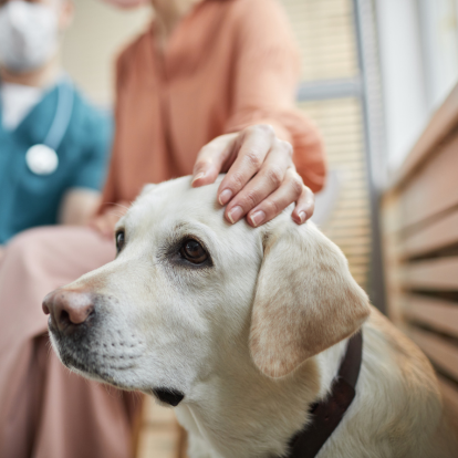 pet wit vet