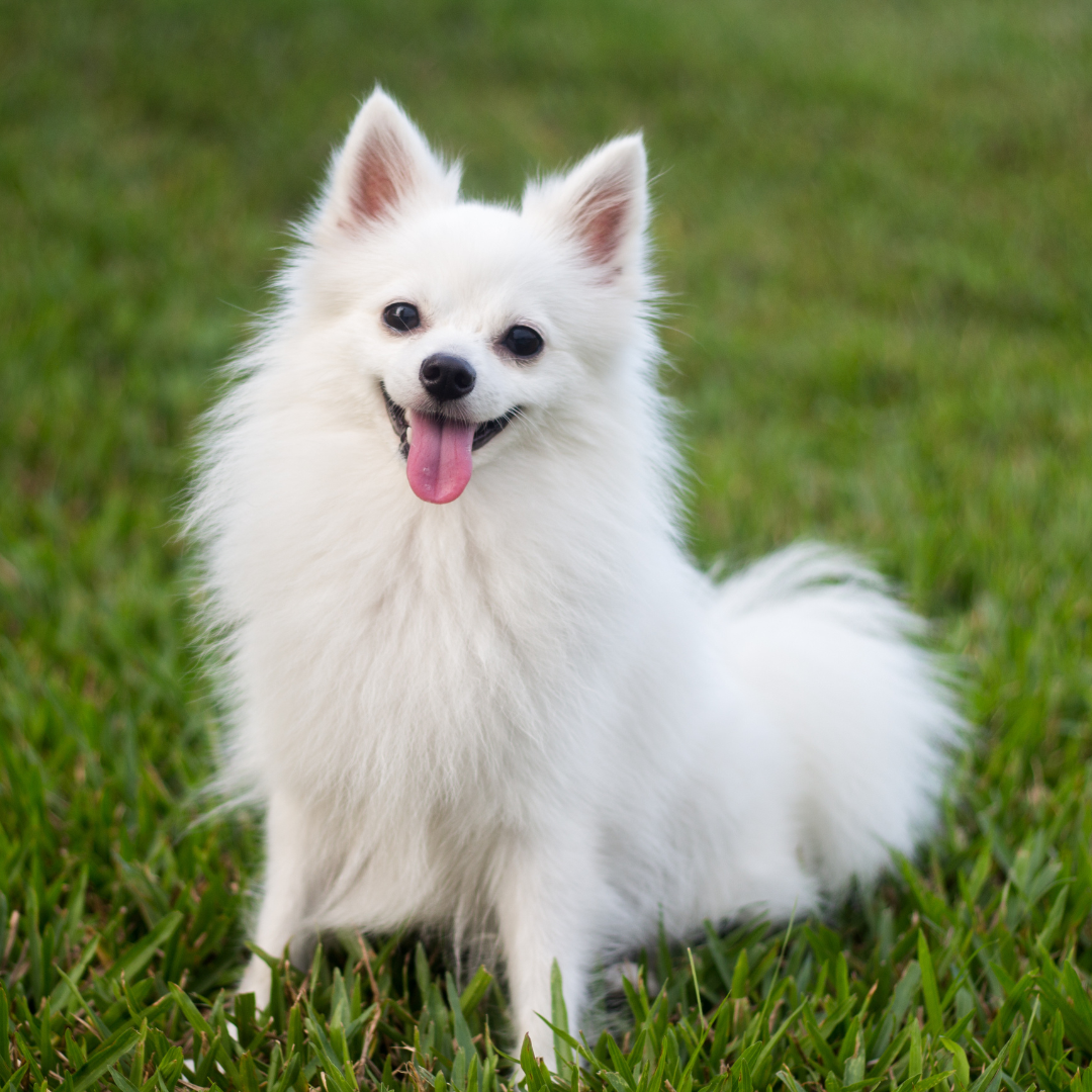 dog standing on the grass